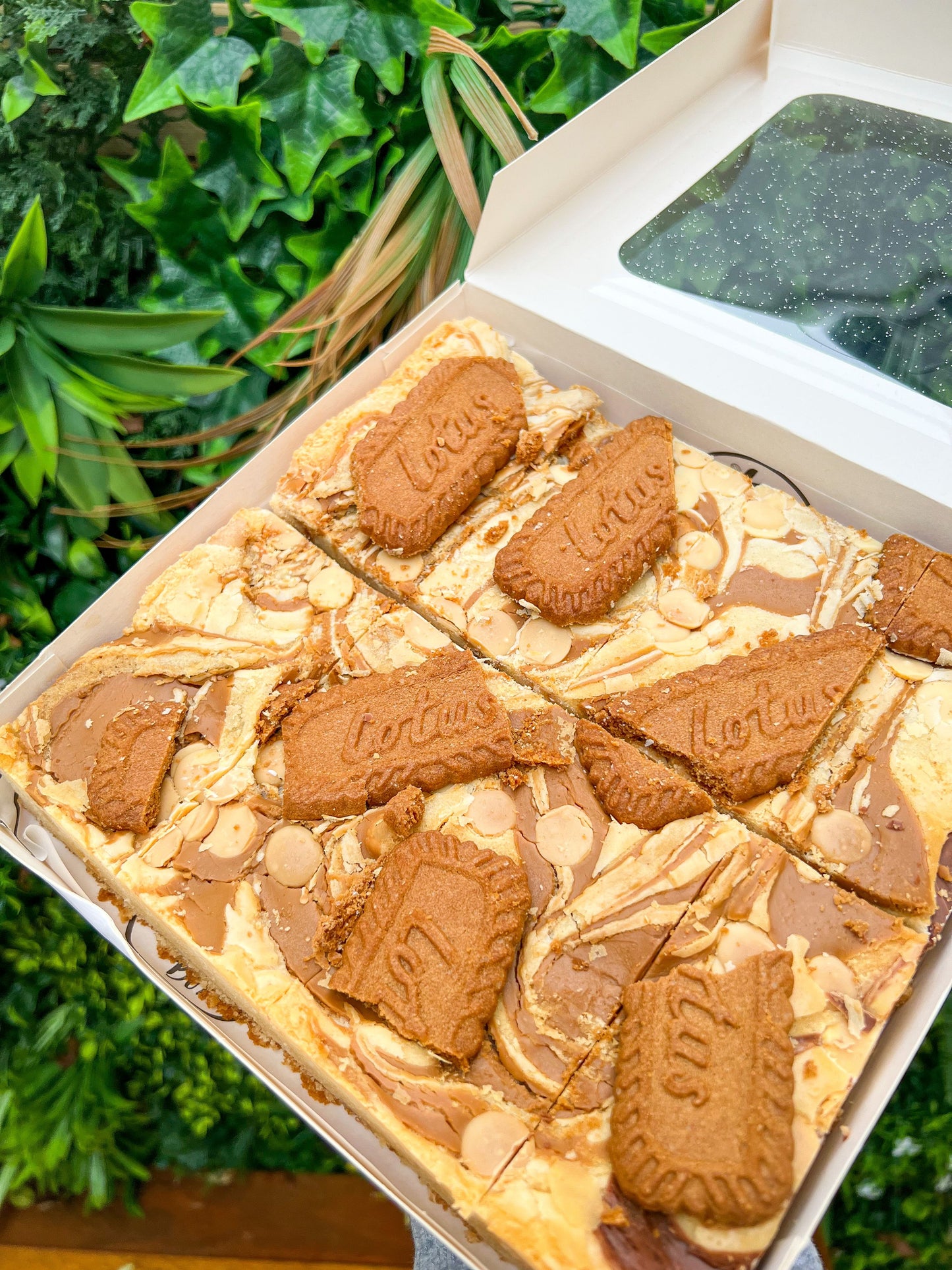 Blondie Boxes